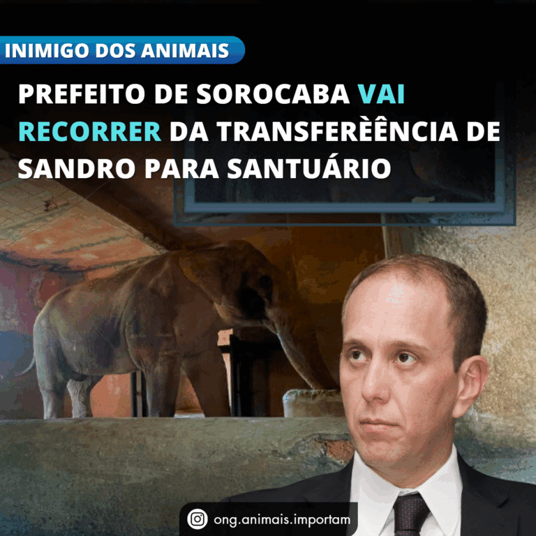 santuário para sandro