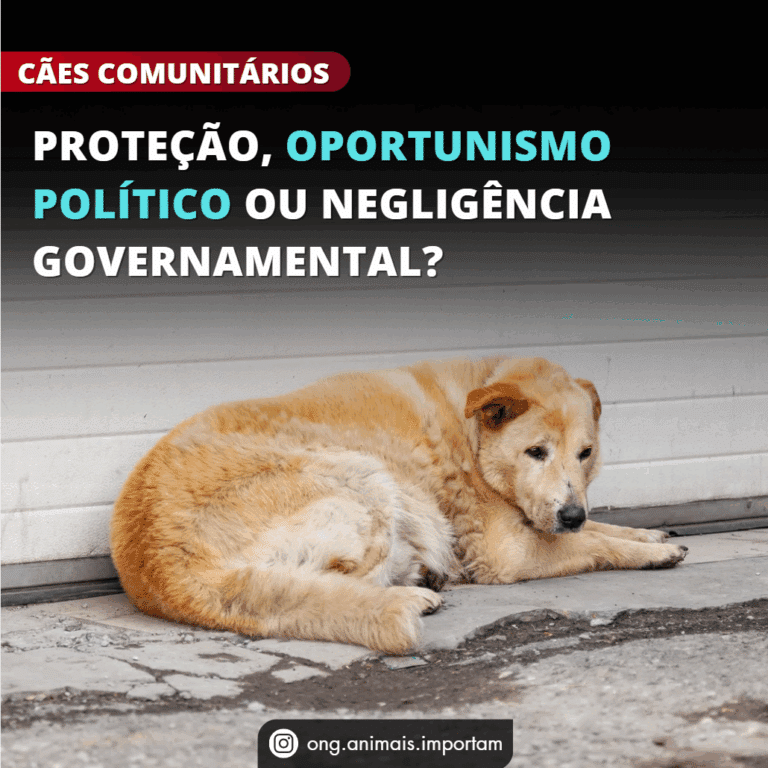 cão comunitário